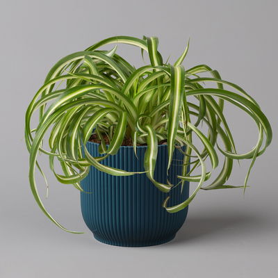 Grünlilie 'Bonnie' mit Übertopf Vibes blau, Topf-Ø 12 cm, Höhe ca. 25 cm Grünlilie 'Bonnie' mit Übertopf Vibes blau, Topf-Ø 12 cm, Höhe ca. 25 cm