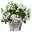 Polsterglockenblume 'Ambella® White' weiß, Topf-Ø 15 cm, 3er-Set