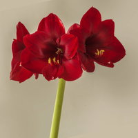 Amaryllis in Wachs XL, Dekor 'Basic Red', Blüte dunkelrot, 2 Pflanzen Amaryllis in Wachs XL, Dekor 'Basic Red', Blüte dunkelrot, 2 Pflanzen