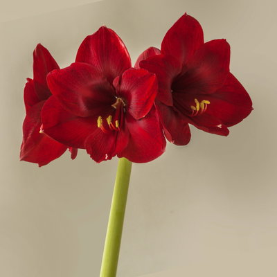 Amaryllis in Wachs XL, Dekor 'Basic Red', Blüte dunkelrot, 2 Pflanzen Amaryllis in Wachs XL, Dekor 'Basic Red', Blüte dunkelrot, 2 Pflanzen