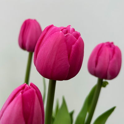 Tulpe, dunkelpink gefüllt, vorgetrieben, Topf-Ø 15 cm, 3 Pflanzen