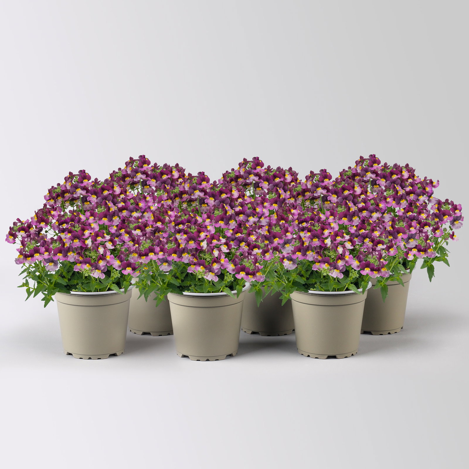 Nemesie, lila-flieder, Topf-Ø 12 cm, 6 Pflanzen Nemesie, lila-flieder, Topf-Ø 12 cm, 6 Pflanzen