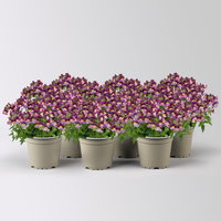 Nemesie, lila-flieder, Topf-Ø 12 cm, 6 Pflanzen Nemesie, lila-flieder, Topf-Ø 12 cm, 6 Pflanzen