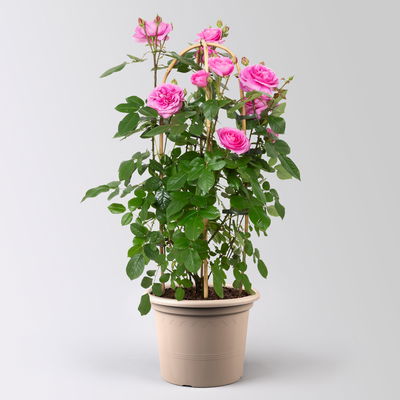 Englische Rose 'Gertrude Jekyll' (Ausbord), rosa, Doppelbogen, Topf 10 Liter Englische Rose 'Gertrude Jekyll' (Ausbord), rosa, Doppelbogen, Topf 10 Liter