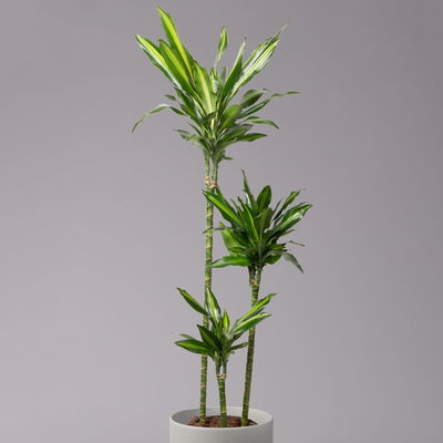 Duftender Drachenbaum 'Cintho', Topf-Ø 24 cm, Höhe ca. 150 cm