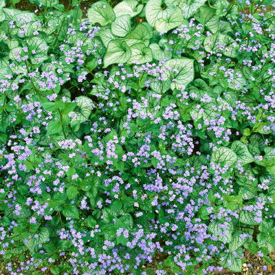 Bio Kaukasus-Vergissmeinnicht 'Silver Heart', blau, Topf-Ø 12 cm, 3 Pflanzen Bio Kaukasus-Vergissmeinnicht 'Silver Heart', blau, Topf-Ø 12 cm, 3 Pflanzen