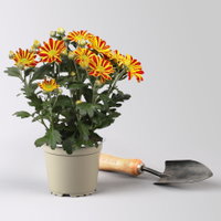 Chrysantheme 'HoiHoi,rot-gelb, Topf-Ø 12 cm, 6 Pflanzen Chrysantheme 'HoiHoi,rot-gelb, Topf-Ø 12 cm, 6 Pflanzen