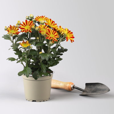 Chrysantheme 'HoiHoi,rot-gelb, Topf-Ø 12 cm, 6 Pflanzen Chrysantheme 'HoiHoi,rot-gelb, Topf-Ø 12 cm, 6 Pflanzen