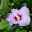 Garten-Hibiskus 'Marina', violettblau, 40 - 60cm hoch, Topf 5 l
