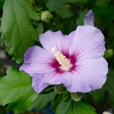 Garten-Hibiscus, bunt, 3er-Set, Höhe 40-60 cm, Topf 4,6 Liter