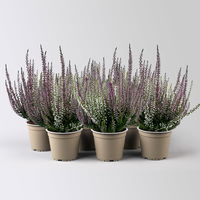 Calluna 'Twin', lila-weiß, Topf-Ø 12/13 cm, 6 Pflanzen