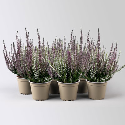 Calluna 'Twin', lila-weiß, Topf-Ø 12/13 cm, 6 Pflanzen Calluna 'Twin', lila-weiß, Topf-Ø 12/13 cm, 6 Pflanzen