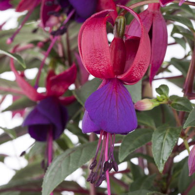 Fuchsien hängend, rot-lila, Topf-Ø 12 cm, 6er-Set