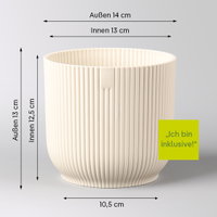 Glückskastanie, Topf-Ø 12 cm, inkl. Übertopf Vibes leinenweiß Glückskastanie, Topf-Ø 12 cm, inkl. Übertopf Vibes leinenweiß
