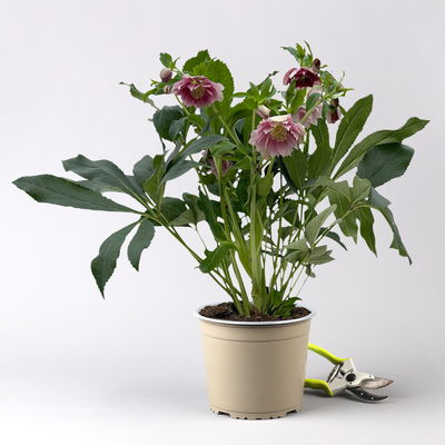 Lenzrose 'ViV® Ariana', rosa gesprenkelt, Topf-Ø 19 cm Lenzrose 'ViV® Ariana', rosa gesprenkelt, Topf-Ø 19 cm