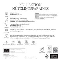 Krokus-Kollektion 'Nützlingsparadies', blau, pink, 35 Blumenzwiebeln