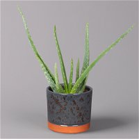Aloe vera in Keramiktopf Lauren blau, Topf-Ø 12 cm, Höhe ca. 35 cm