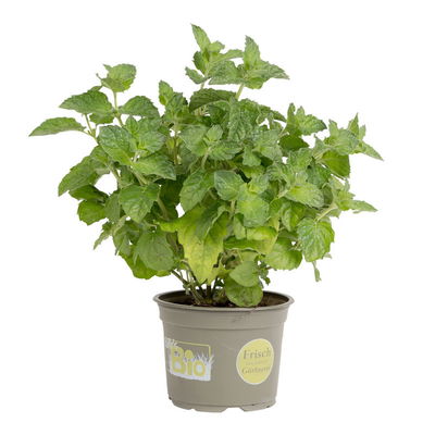 Grapefruit-Minze, 12cm Topf, frisch aus unserer Bio-Gärtnerei Grapefruit-Minze, 12cm Topf, frisch aus unserer Bio-Gärtnerei