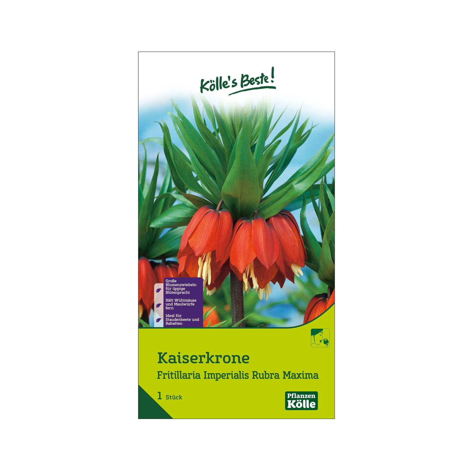 Kölle's Beste Kaiserkrone (Fritillaria Imperalis Rubra Maxima) rot, 1 Stück