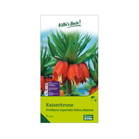 Kölles Beste Kaiserkrone (Fritillaria Imperalis Rubra Maxima) rot, 1 Stück