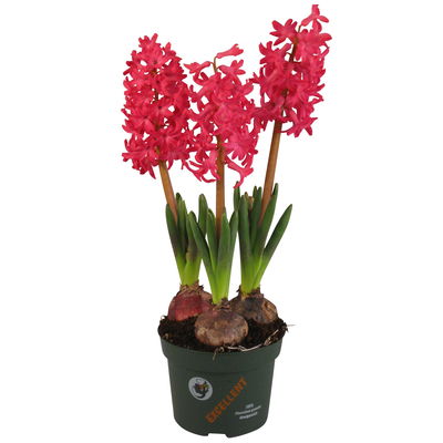 Kölle Hyazinthe, Hyacinthus orientalis, rot, vorgetrieben, 12 cm Topf