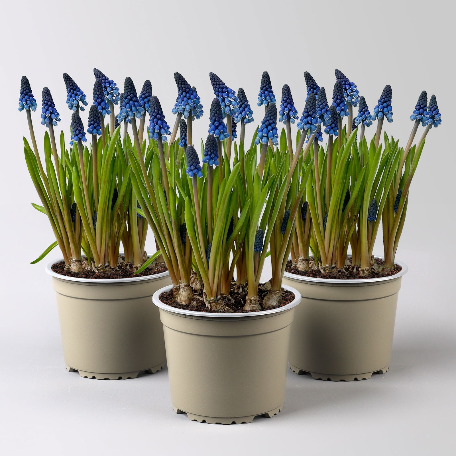 Traubenhyazinthe ‘Lindsay’, blau, vorgetrieben, Topf -Ø 15 cm, 3 Pflanzen