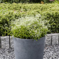 Schneewolke, weiß, Topf-Ø 12/13 cm, 6 Pflanzen