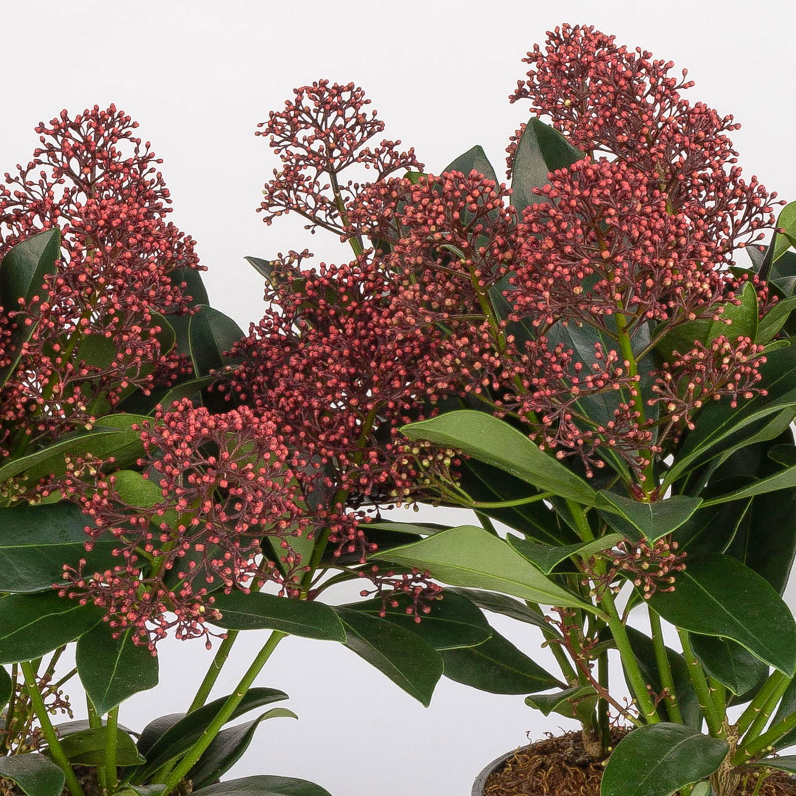 Blütenskimmie ‘Rubella’, Skimmia japonica, rot, 2er Set, Topf 13 cm Ø