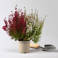 Glockenheide 'Duo', rot-weiß, Topf-Ø 11 cm, 6 Pflanzen Glockenheide 'Duo', rot-weiß, Topf-Ø 11 cm, 6 Pflanzen