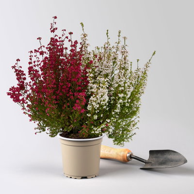 Glockenheide 'Duo', rot-weiß, Topf-Ø 11 cm, 6 Pflanzen Glockenheide 'Duo', rot-weiß, Topf-Ø 11 cm, 6 Pflanzen