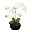 Kunstpflanze Phalaenopsis, 4 Triebe, weiß, Höhe ca. 55 cm