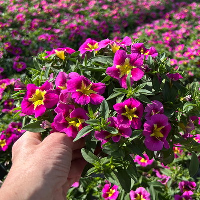 Zauberglöckchen, pink-gelb, Topf-Ø 13 cm, 6 Pflanzen