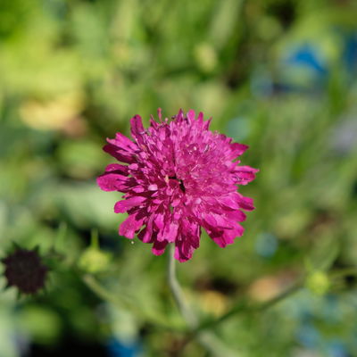 Bio Witwenblume, rot, Topf 11x11 cm, 3 Pflanzen