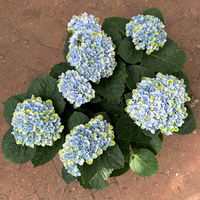 Hortensie 'Magical Revolution®' blau, Topf-Ø 14cm