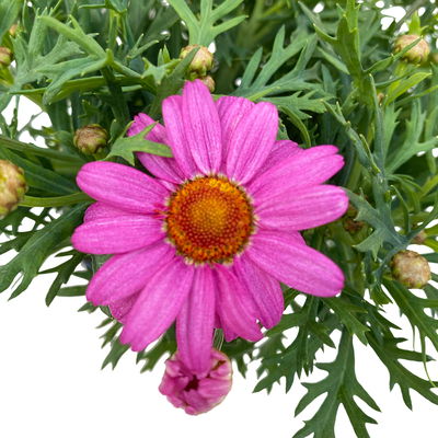 Margerite, rosa, Topf-Ø 11 cm, 6 Pflanzen