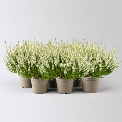 Calluna 'Longlife', weiß, Topf-Ø 13 cm, 6 Pflanzen Calluna 'Longlife', weiß, Topf-Ø 13 cm, 6 Pflanzen