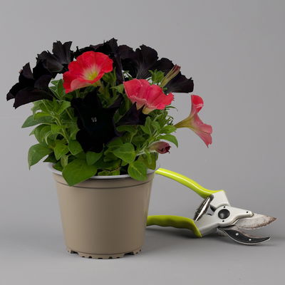 Petunien 'Duo' schwarz & lachs, hängend, Topf-Ø 14 cm, 4 Pflanzen