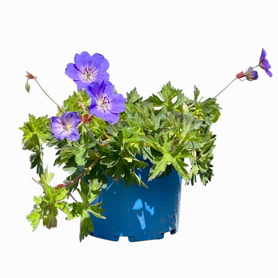 Kölles Beste Storchschnabel 'Rozanne®' blau, 3 Liter Topf Kölles Beste Storchschnabel 'Rozanne®' blau, 3 Liter Topf