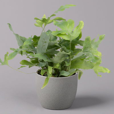 Phlebodium aureum 'Blue Star', Topf-Ø 12 cm, Höhe ca. 30 cm, 3er-Set