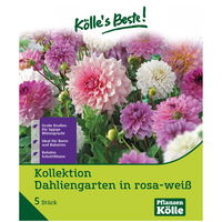 Dahliengarten in rosa-weiß, 3 Blumenknollen