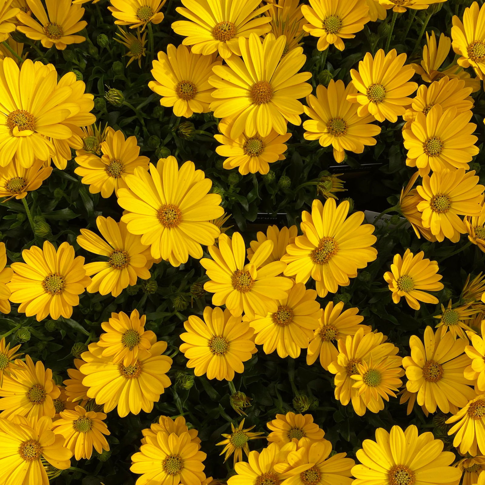 Pflanzenkreation 'Swimmingpool', 12 Pflanzen inkl. Erde und Dünger