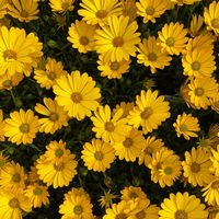 Pflanzenkreation 'Swimmingpool', 12 Pflanzen inkl. Erde und Dünger