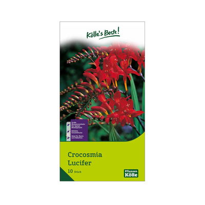 Montbretia (Crocosmia) Lucifer rot, 10 Blumenzwiebeln