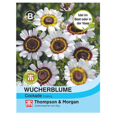 Wucherblume „Cockade“, Sommermargerite, ungewöhnliche Farbkombination Wucherblume „Cockade“, Sommermargerite, ungewöhnliche Farbkombination
