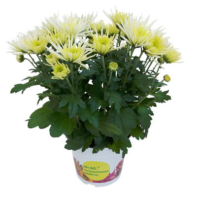 Chrysanthemen Spider Anansi™ White, spinnenblütig, Topf-Ø 14 cm, 4 Pflanzen