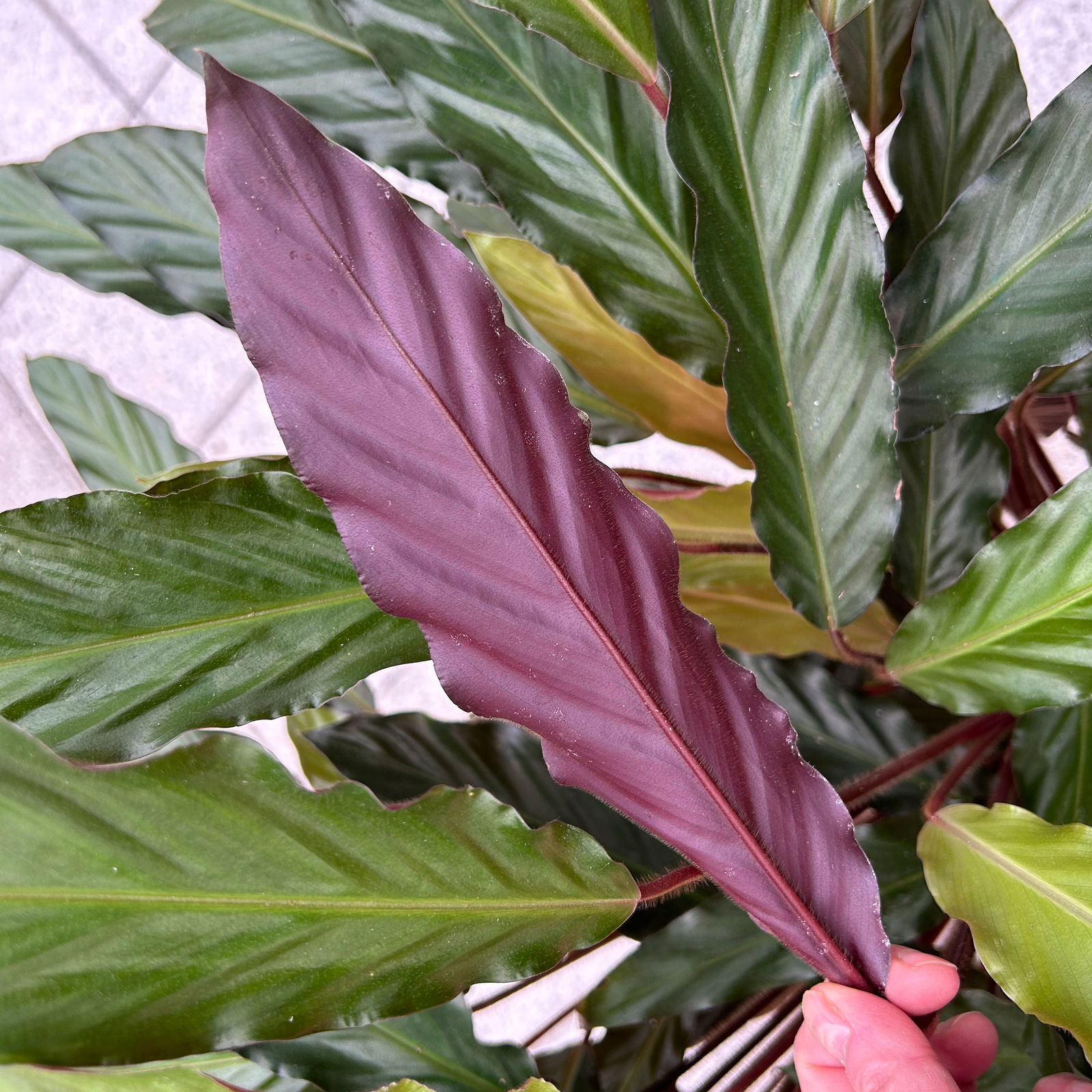 Calathea 'Wavestar', Topf-Ø 21 cm,  Höhe ca. 80-100 cm