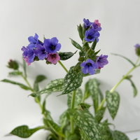 Bio Lungenkraut 'Trevi Fountain®', blauviolett, Topf-Ø 12 cm, 3 Pflanzen Bio Lungenkraut 'Trevi Fountain®', blauviolett, Topf-Ø 12 cm, 3 Pflanzen