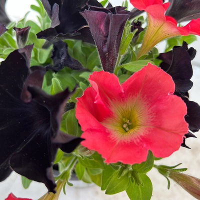 Petunien 'Duo' schwarz & lachs, hängend, Topf-Ø 14 cm, 4 Pflanzen