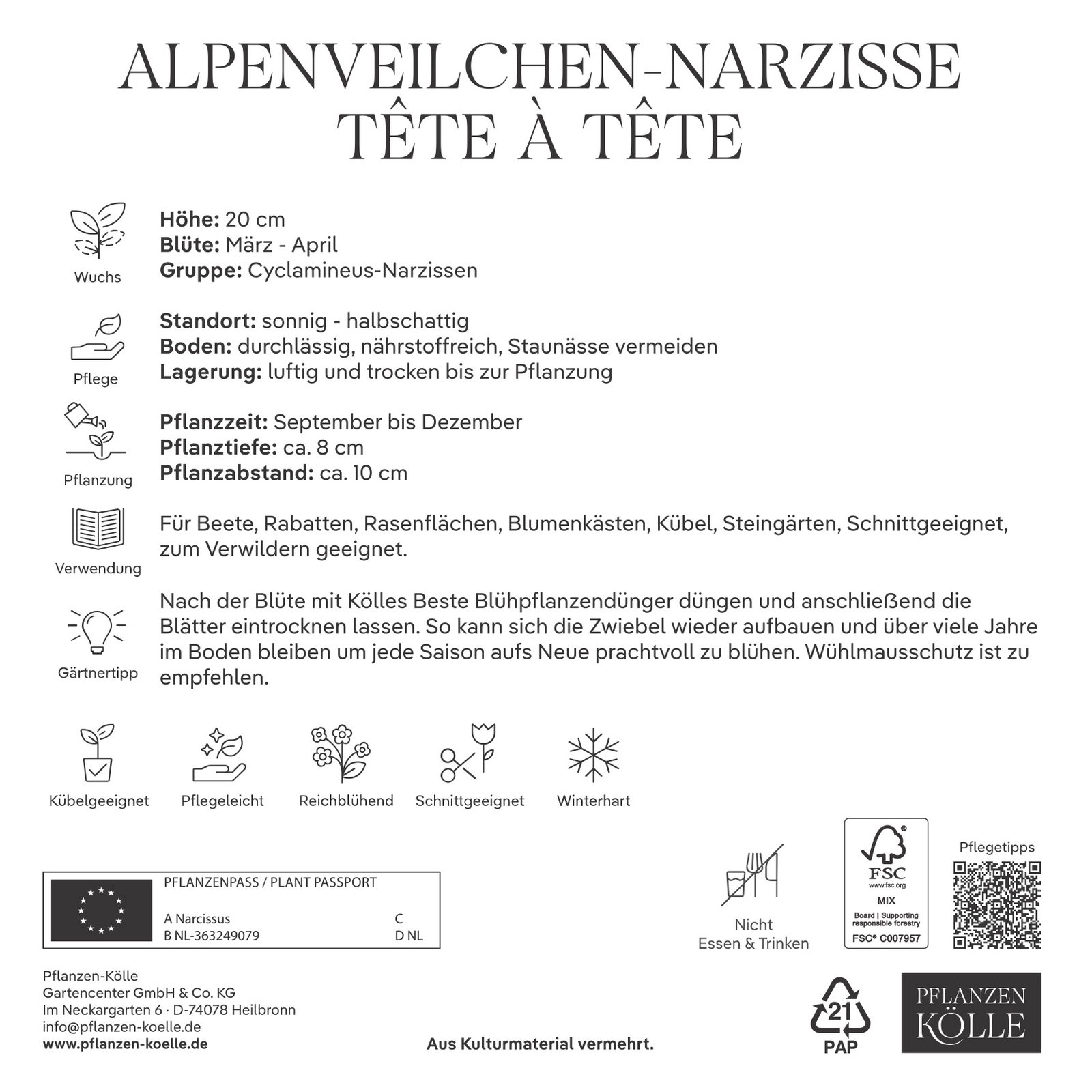 Kölles Beste Alpenveilchen-Narzisse 'Tête-à-Tête', 100 Blumenzwiebeln