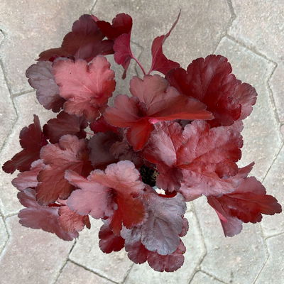 Bio Purpurglöckchen 'Fire Alarm', rot, Topf-Ø 12 cm, 3 Pflanzen Bio Purpurglöckchen 'Fire Alarm', rot, Topf-Ø 12 cm, 3 Pflanzen